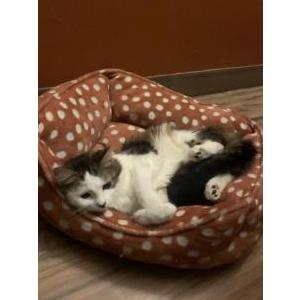 Lost Cat Athena