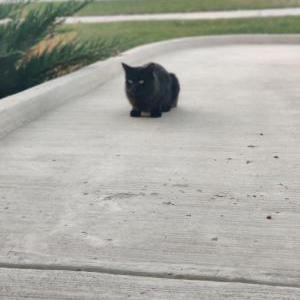Found Cat Unknown