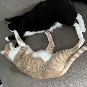 Lost Cat Lemon