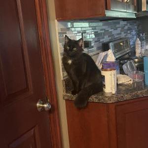 Lost Cat Eddie girl