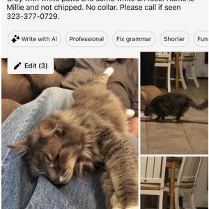 Lost Cat Millie