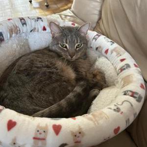 Lost Cat Smokey