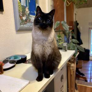 Lost Cat Pai Mei