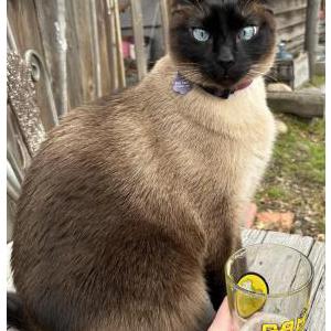 2nd Image of Pai Mei, Lost Cat