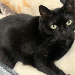 Lost Cat Boo Lardieri