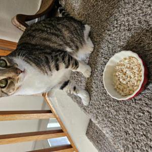 Lost Cat Sarah