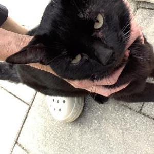 Found Cat Unknown