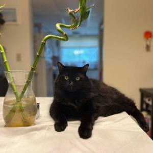 Lost Cat Sheldon