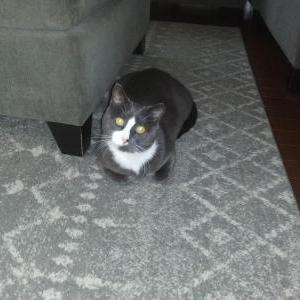 Lost Cat Boomer