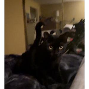 Lost Cat Salem