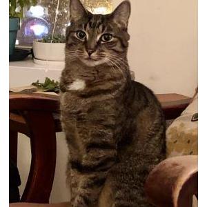 Lost Cat Frida