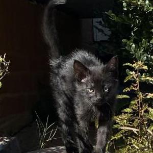 Lost Cat Choco