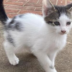 Lost Cat Cookie