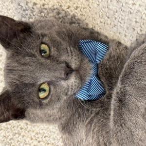 Image of Grayson Hyatt, Lost Cat