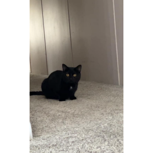 Lost Cat Sylvester