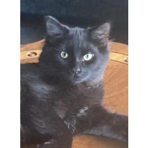 Lost Cat Little man