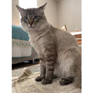 Lost Cat Luckii