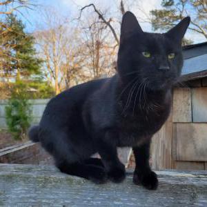 Lost Cat Lucifer