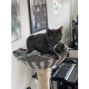 Lost Cat Spooky/ Spookie