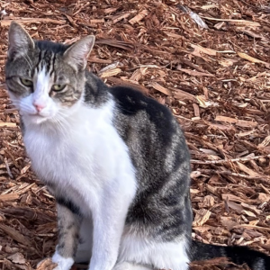 Lost Cat Minnie