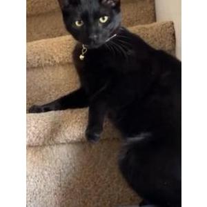 Lost Cat Miss Olive