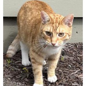 Image of Lucky, Lost Cat