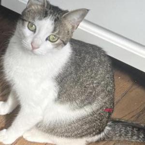 Lost Cat Stripes