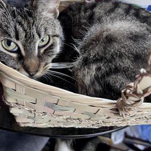 Lost Cat Candy