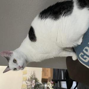 Lost Cat Leo