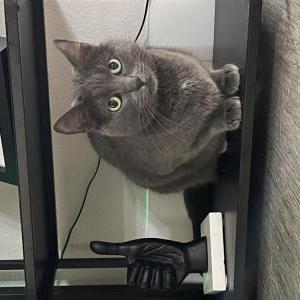 Lost Cat Stormy