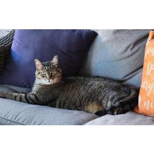 Lost Cat Nikko