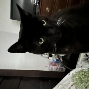 Lost Cat Coal aka Brother