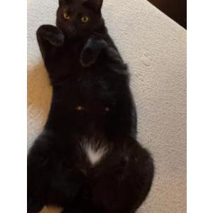 Lost Cat Crusty