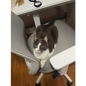 Lost Cat Nugget