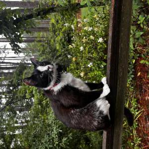 Lost Cat Carl-Gustaf