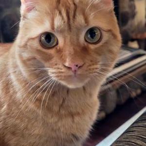 Image of Cora, Lost Cat