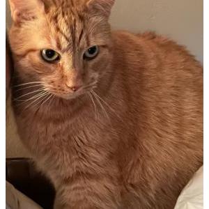 Lost Cat Cheeto