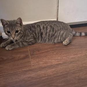 Found Cat Unknown