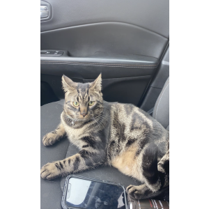 Lost Cat Bean