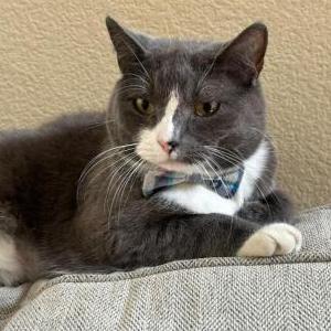 Lost Cat Noodle