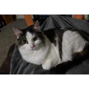 Lost Cat Luna