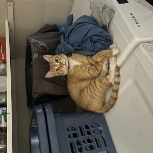 Lost Cat Zeno