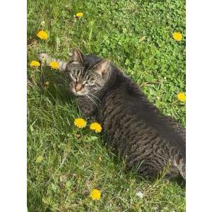 Lost Cat Bear Bear