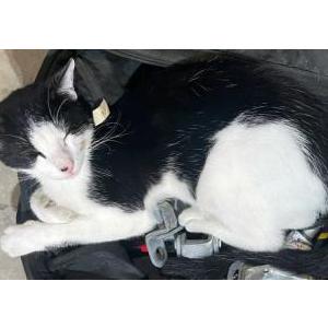 Lost Cat Figaro