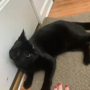 Lost Cat Binx
