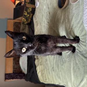 Found Cat Bagheera