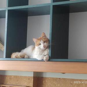 Lost Cat Venusia