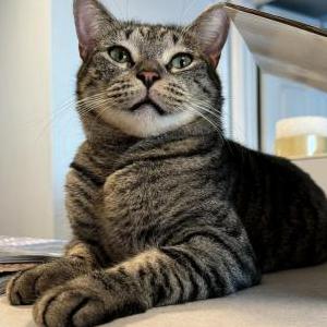 Lost Cat Oliver