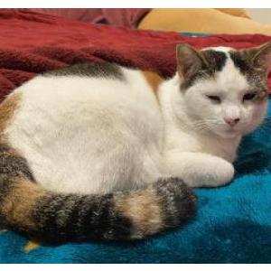 Lost Cat Katara