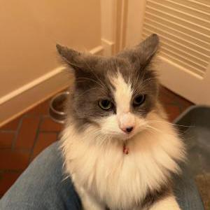 Found Cat unknown